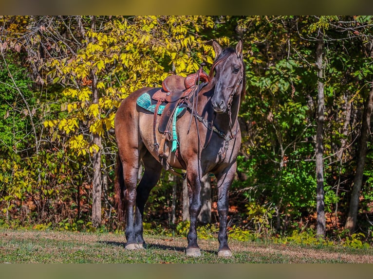 Quarterhäst Valack 7 år 163 cm Black in Flemingsburg Ky