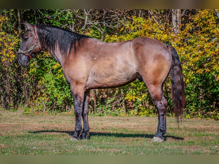 Quarterhäst Valack 7 år 163 cm Black in Flemingsburg Ky