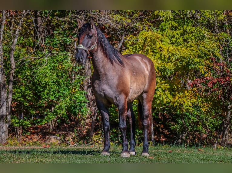 Quarterhäst Valack 7 år 163 cm Black in Flemingsburg Ky