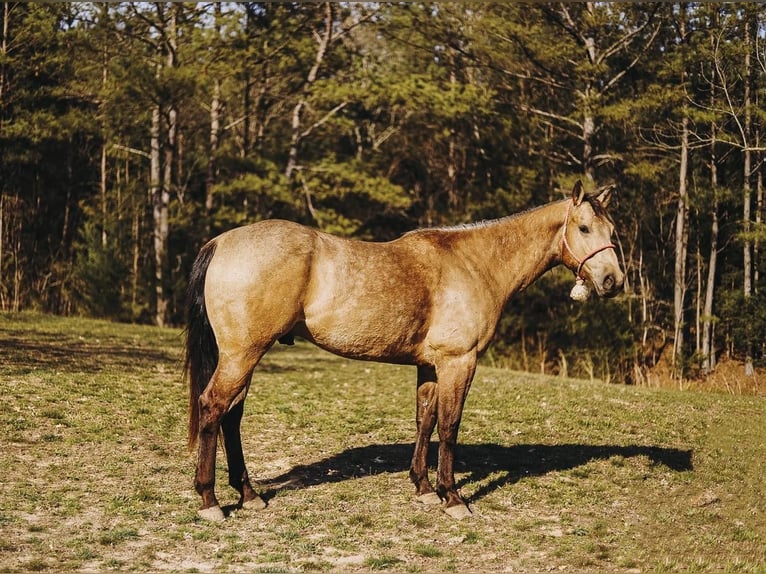 Quarterhäst Valack 7 år 163 cm Gulbrun in Lyles, TN