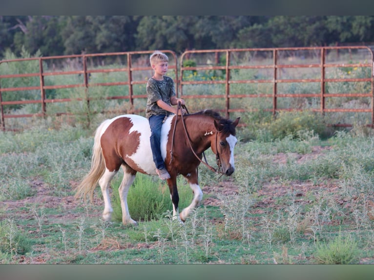 Quarterhäst Valack 8 år 122 cm Tobiano-skäck-alla-färger in Stephenville TX