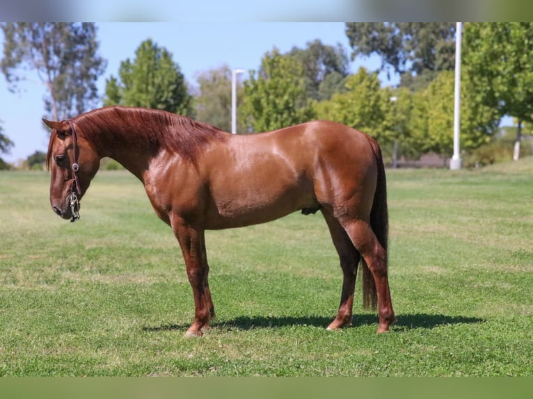 Quarterhäst Valack 8 år 137 cm Black in Pleasant Grove CA