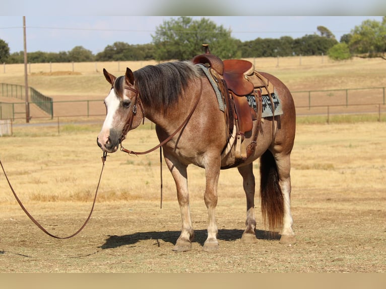 Quarterhäst Valack 8 år 142 cm Brunskimmel in Cleburne TX