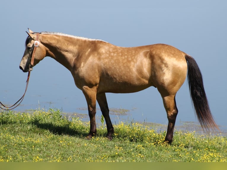 Quarterhäst Valack 8 år 147 cm Gulbrun in Whitley City KY