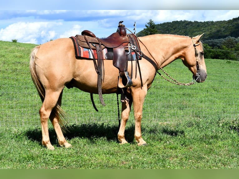 Quarterhäst Valack 8 år 147 cm Palomino in Rebersburg