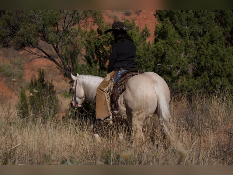 Quarterhäst Valack 8 år 150 cm Cremello in Canyon, TX