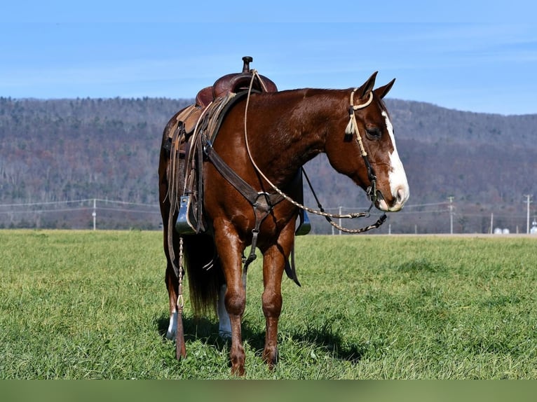 Quarterhäst Valack 8 år 150 cm Fux in Rebersburg