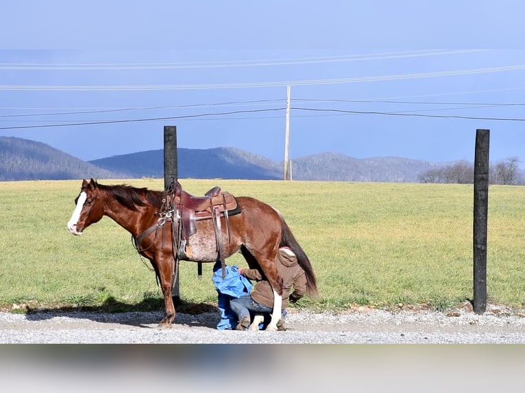 Quarterhäst Valack 8 år 150 cm Fux in Rebersburg