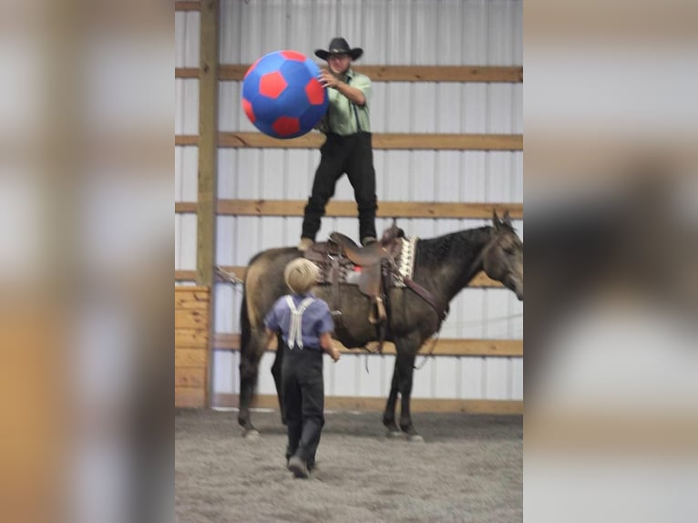 Quarterhäst Valack 8 år 150 cm Gulbrun in Rebersburg, PA