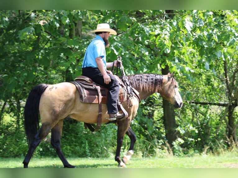Quarterhäst Valack 8 år 150 cm Gulbrun in Rebersburg, PA