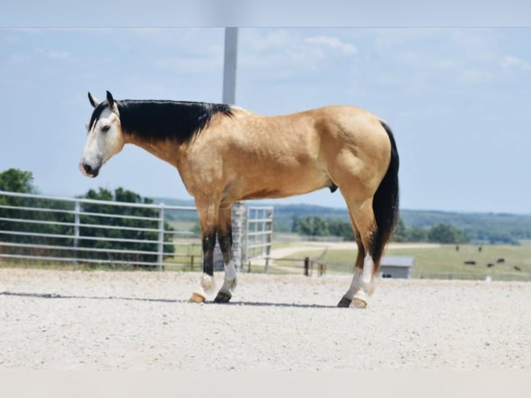 Quarterhäst Valack 8 år 150 cm Gulbrun in Sweet Springs, MO