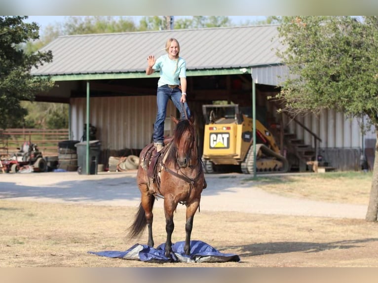 Quarterhäst Valack 8 år 152 cm Brunskimmel in Joshua, TX