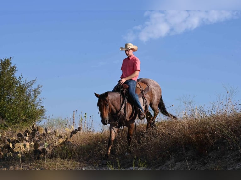 Quarterhäst Valack 8 år 152 cm Brunskimmel in Waco, TX