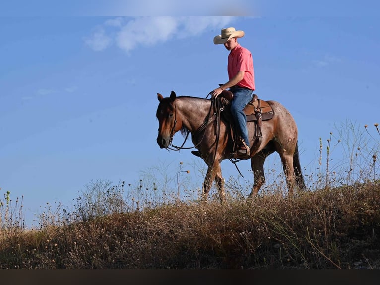 Quarterhäst Valack 8 år 152 cm Brunskimmel in Waco, TX