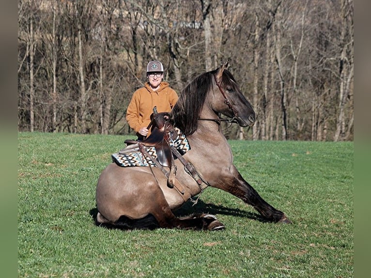 Quarterhäst Valack 8 år 152 cm Brunskimmel in Sweet Springs MO