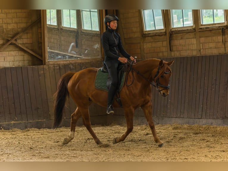 Quarterhäst Valack 8 år 152 cm fux in Großalmerode