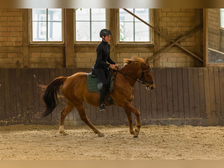 Quarterhäst Valack 8 år 152 cm fux in Großalmerode