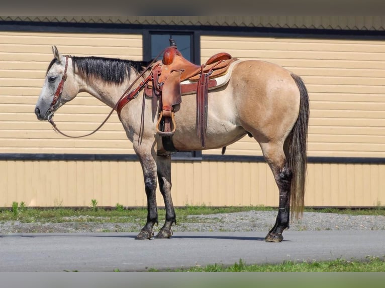 Quarterhäst Valack 8 år 152 cm Grå-röd-brun in Clarion, PA