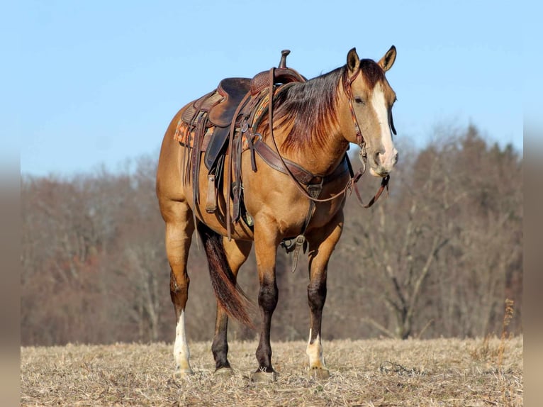 Quarterhäst Valack 8 år 152 cm Gulbrun in Clarion