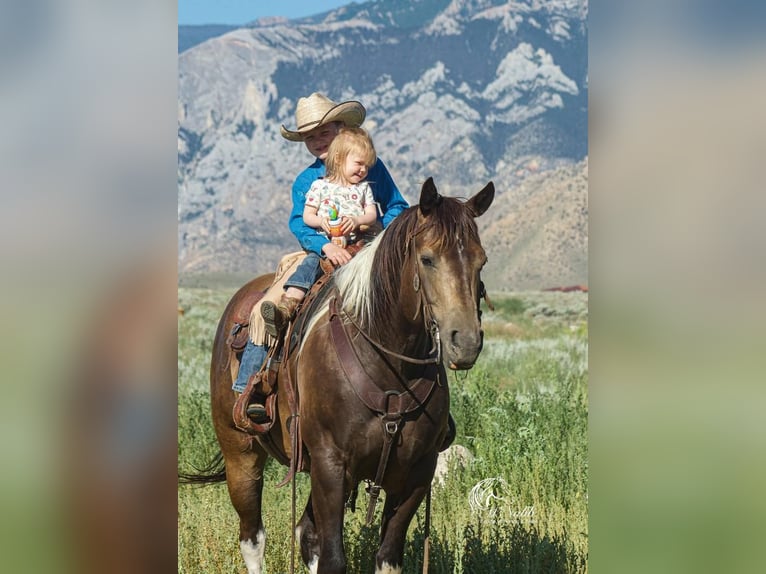 Quarterhäst Valack 8 år 152 cm Gulbrun in Cody, WY