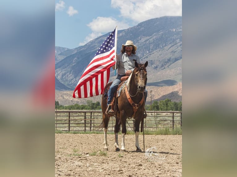 Quarterhäst Valack 8 år 152 cm Gulbrun in Cody, WY