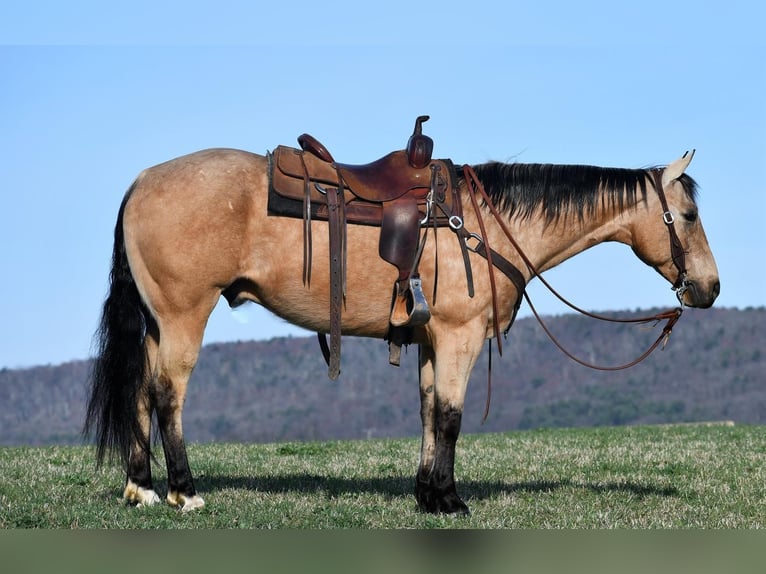 Quarterhäst Valack 8 år 152 cm Gulbrun in Rebersburg, PA