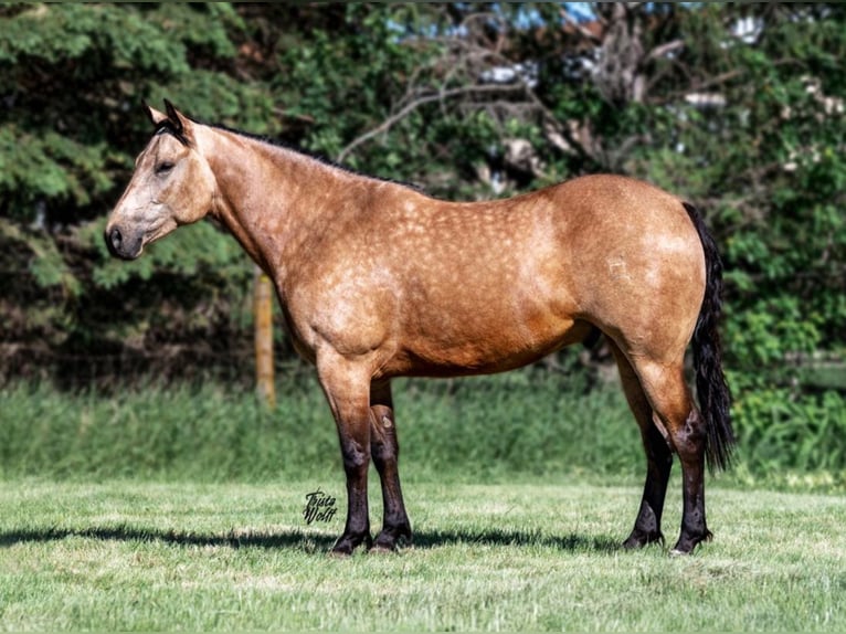 Quarterhäst Valack 8 år 152 cm Gulbrun in Libson IA