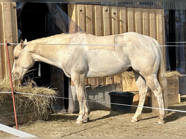 Quarterhäst Valack 8 år 154 cm Isabellblack in Zwickau