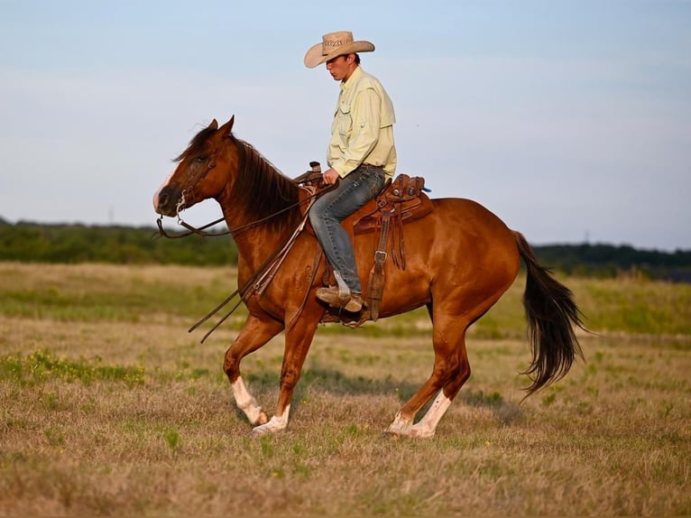 Quarterhäst Valack 8 år 155 cm Fux in Waco, TX