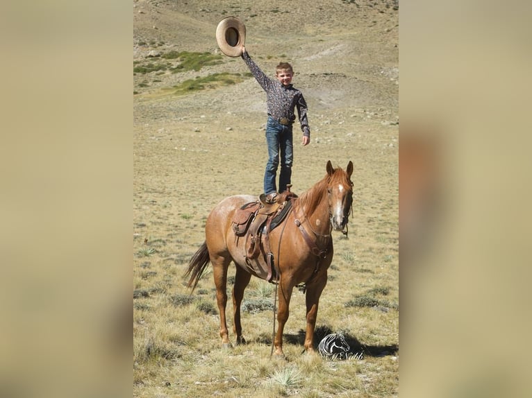 Quarterhäst Valack 8 år 155 cm Rödskimmel in Cody, WY