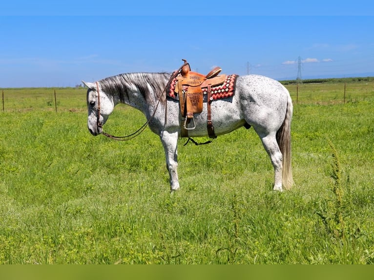 Quarterhäst Valack 8 år 157 cm Grå in Pleasant Grove CA