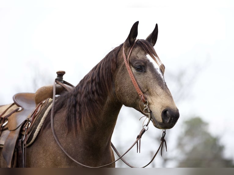 Quarterhäst Valack 8 år 157 cm Gulbrun in Rusk, TX