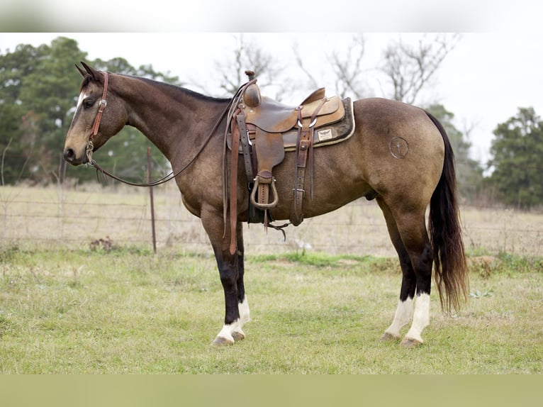 Quarterhäst Valack 8 år 157 cm Gulbrun in Rusk, TX