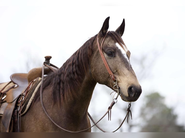 Quarterhäst Valack 8 år 157 cm Gulbrun in RUsk TX