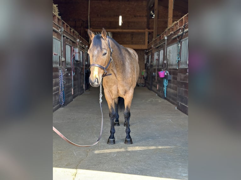 Quarterhäst Valack 8 år 160 cm Gulbrun in Dover, OH