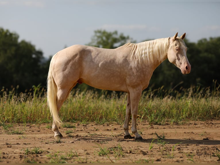 Quarterhäst Valack 8 år 163 cm Cremello in Bellevue, IA