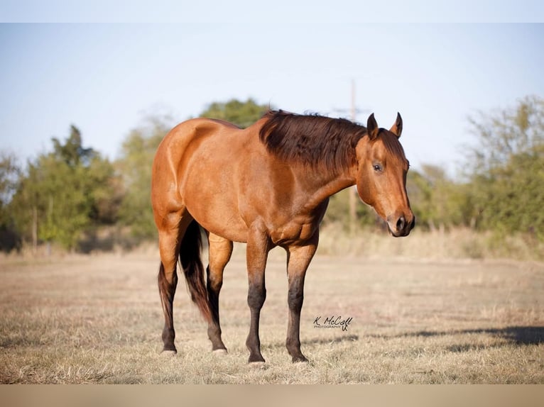 Quarterhäst Valack 8 år 163 cm Gulbrun in Ravenna, TX