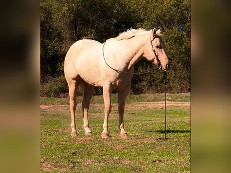 Quarterhäst Valack 8 år 163 cm Palomino in Weatherford, TX