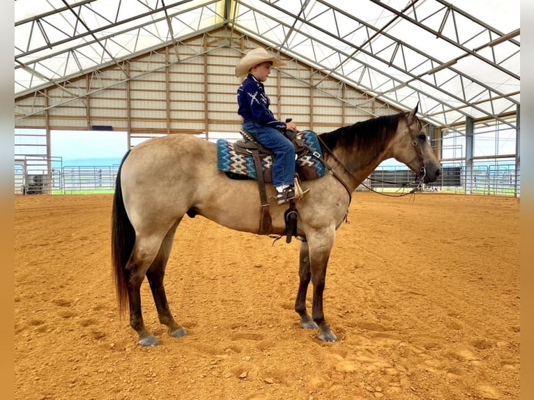 Quarterhäst Valack 8 år Gulbrun in Lebanon, PA