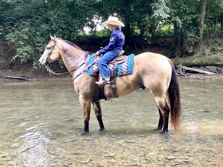 Quarterhäst Valack 8 år Gulbrun in Lebanon, PA