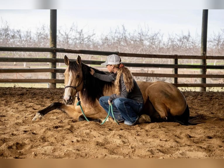 Quarterhäst Valack 8 år Gulbrun in Waterford, CA