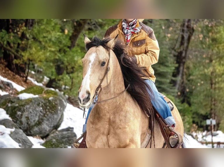 Quarterhäst Valack 8 år Gulbrun in Waterford, CA