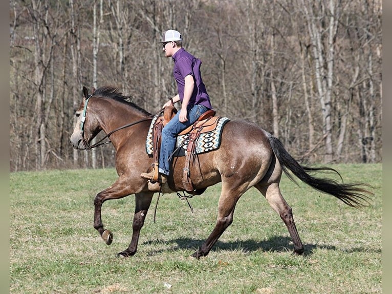 Quarterhäst Valack 8 år Gulbrun in Mount Vernon