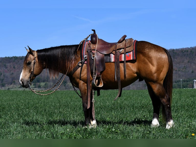 Quarterhäst Valack 9 år 147 cm Gulbrun in Rebersburg