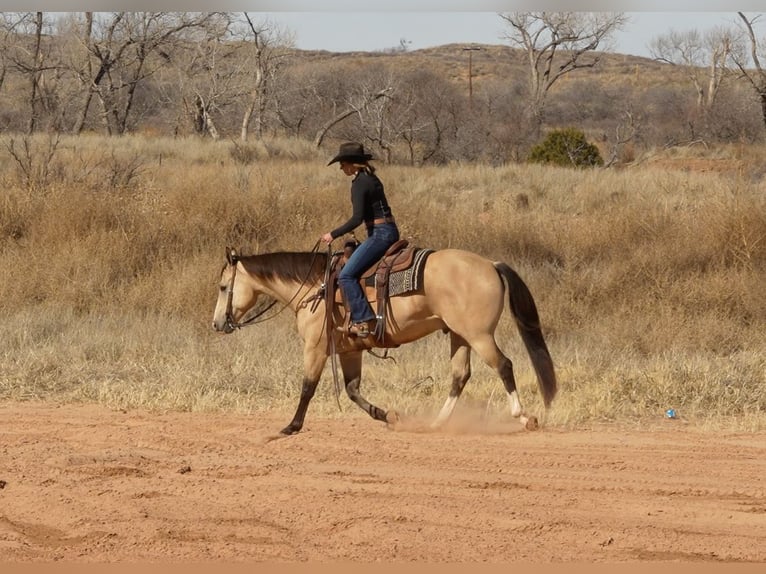 Quarterhäst Valack 9 år 150 cm Gulbrun in Amarillo, TX