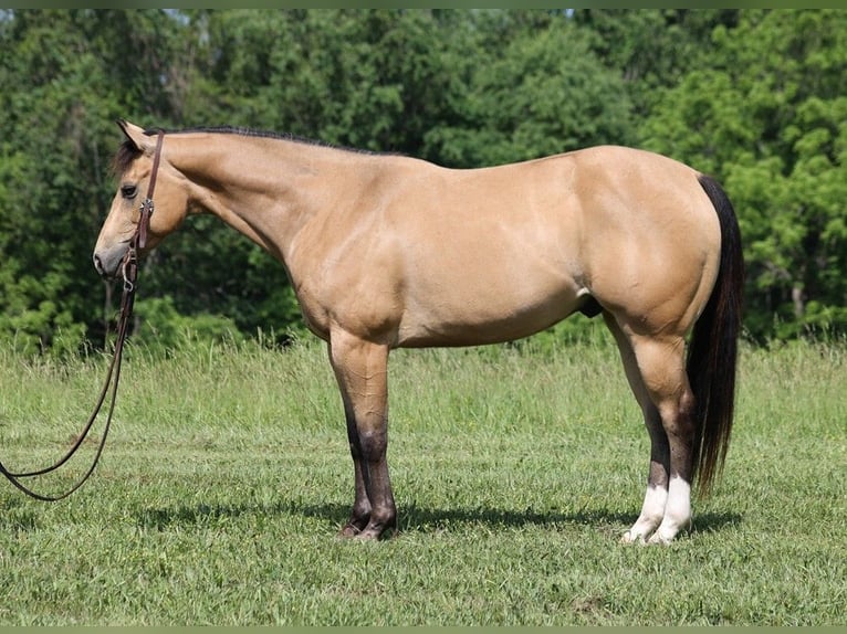 Quarterhäst Valack 9 år 150 cm Gulbrun in Somerset Ky