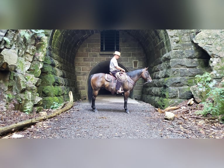 Quarterhäst Valack 9 år 150 cm Mörkbrun in Howard, PA