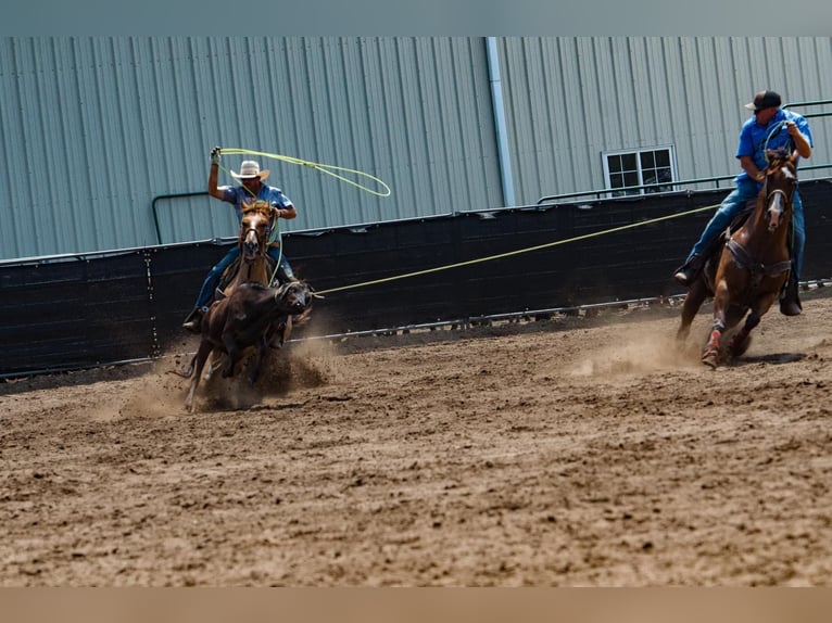 Quarterhäst Valack 9 år 150 cm Rödskimmel in Joy, IL