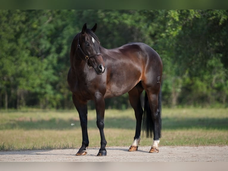 Quarterhäst Valack 9 år 152 cm Brun in Weatherford, TX