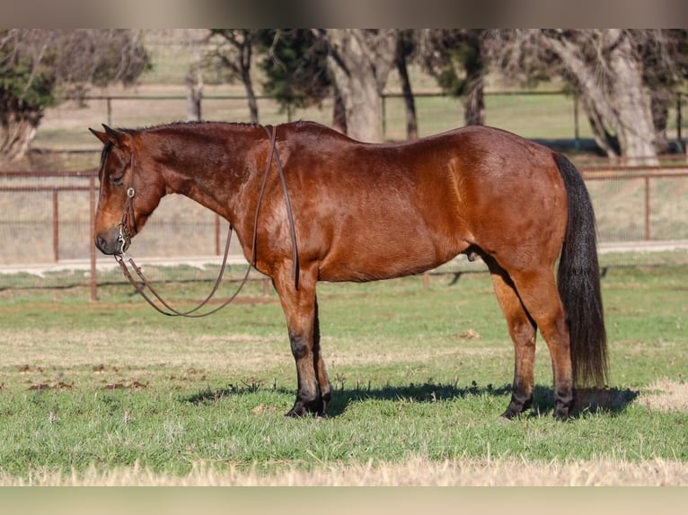 Quarterhäst Valack 9 år 152 cm Brunskimmel in Joshua, TX